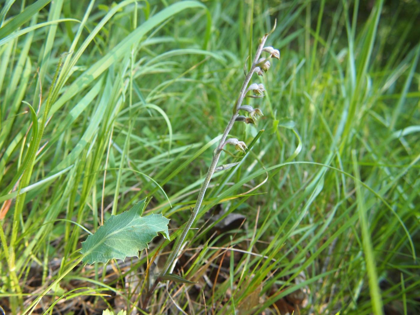 Helleborine, Tiny-leafed plant